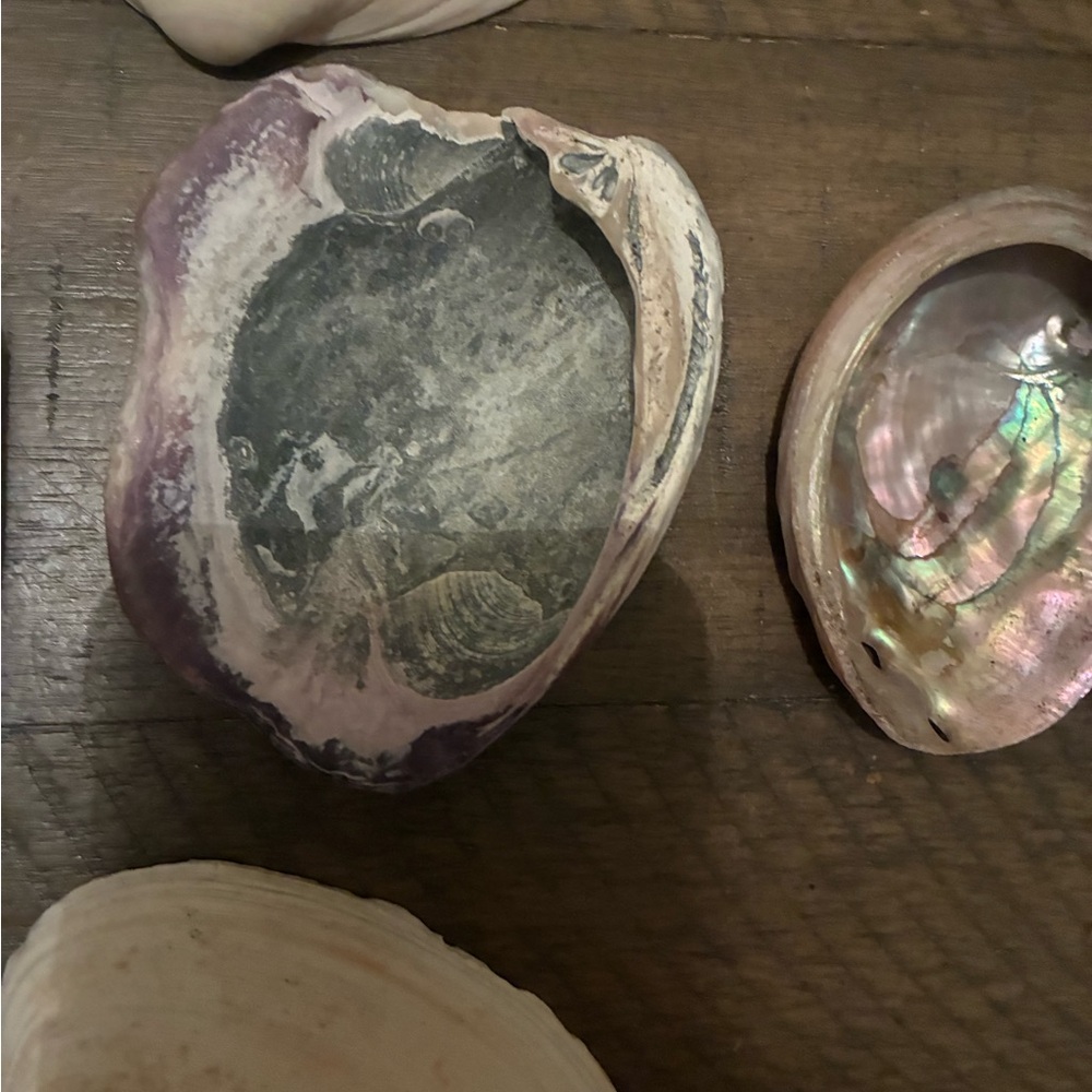 Assorted Seashell Collection - Picture 11 of 16